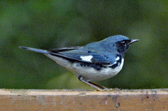 Setophaga caerulescens