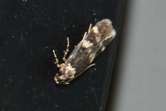 Oegoconia novimundi