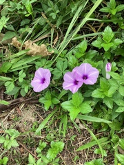 Ipomoea cairica