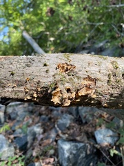 Stereum gausapatum