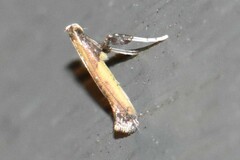Caloptilia azaleella