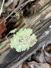 Flavoparmelia baltimorensis