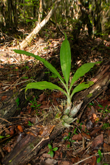 Catasetum integerrimum