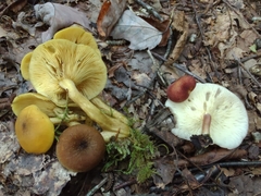 Tricholomopsis decora