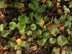 Pyrola minor