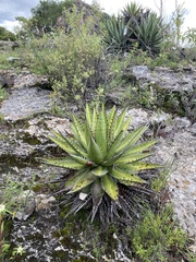 Agave kerchovei