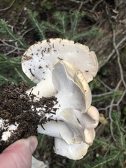 Albatrellaceae