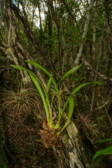 Maxillaria