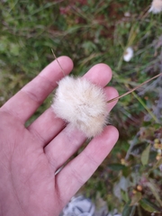Eriophorum virginicum