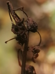Pyrola minor