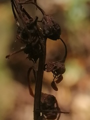 Pyrola minor