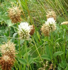 Trifolium ambiguum