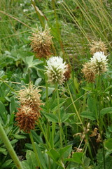 Trifolium ambiguum