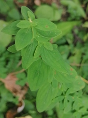 Hypericum hirsutum