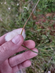 Eriophorum virginicum