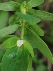 Hypericum hirsutum