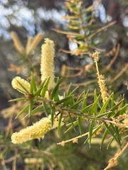Acacia oxycedrus
