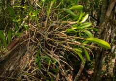 Epidendrum rigidum