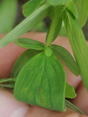 Hypericum hirsutum