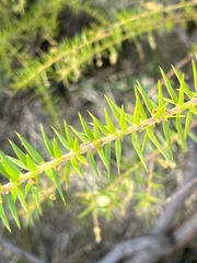 Acacia oxycedrus