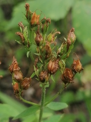 Hypericum hirsutum