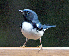 Setophaga caerulescens