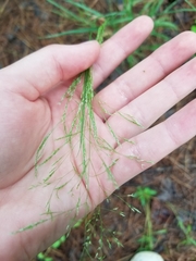 Agrostis perennans