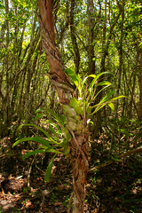 Prosthechea boothiana