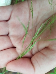 Agrostis perennans