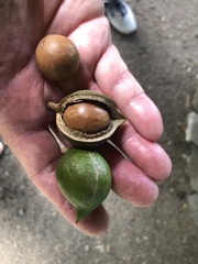 Macadamia integrifolia