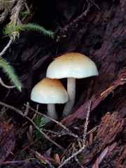 Hypholoma