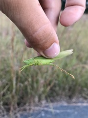 Neoconocephalus ensiger