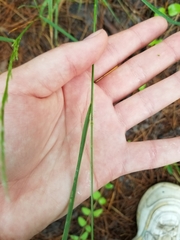 Agrostis perennans