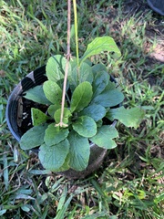 Salvia lyrata