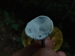 Helvella macropus