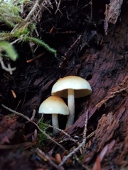 Hypholoma