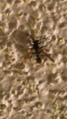 Mischocyttarus flavitarsis