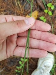 Agrostis perennans