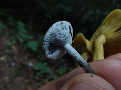 Helvella macropus