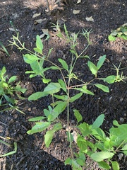Ruellia nudiflora
