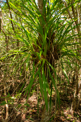 Oncidium sphacelatum