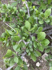 Bursera schlechtendalii