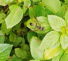 Polybia plebeja