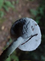 Helvella macropus