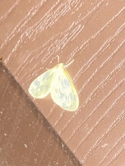 Eubaphe