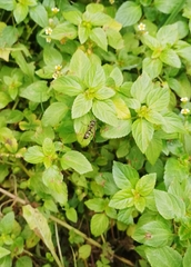Polybia plebeja
