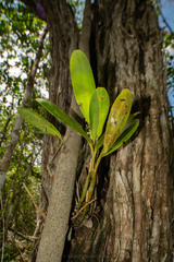 Epidendrum stamfordianum