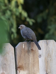 Melozone crissalis