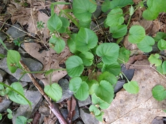 Viola selkirkii