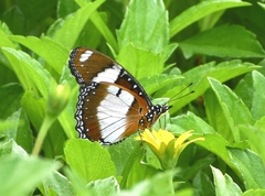 Hypolimnas misippus